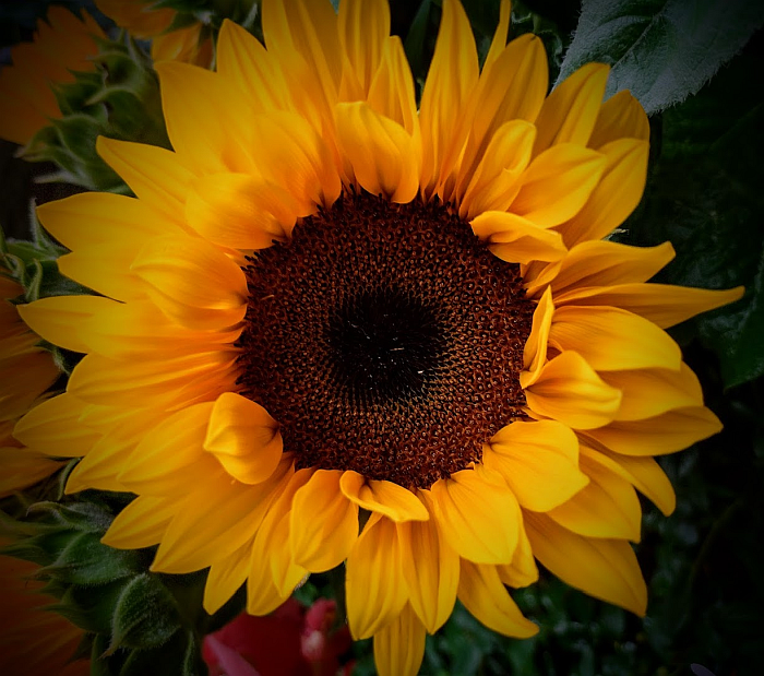 Meine-Doro Doro´s Lieblingsblume